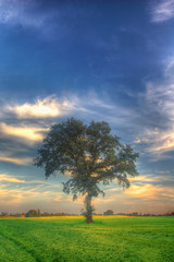 Sunset and tree