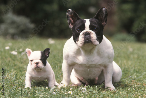 Chien Bouledogue Francais Buy This Stock Photo And Explore