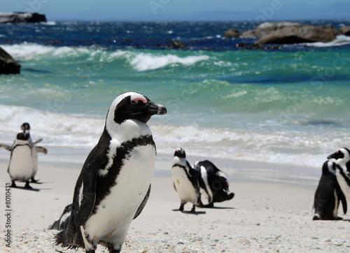 Cuadros en Lienzo penguins near Simon's Town,South Africa