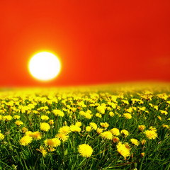 Poster - sunrise yellow colorful clouds and  dandelion field