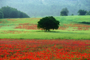 Wall Mural - la campagne au printemps