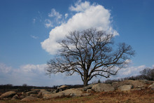 Devil's Den Gettysburg Tree