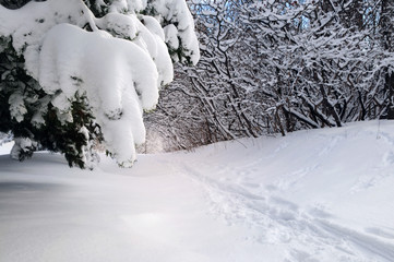 Canvas Print - Path in winter forest