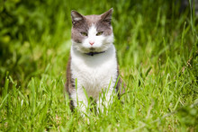 Cat On The Grass