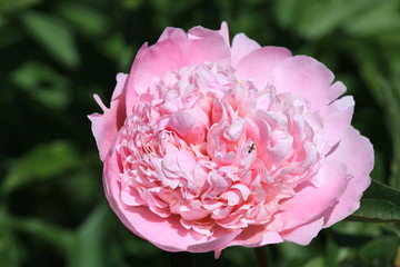 Pink rose with ant