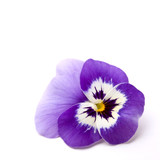Blue Pansy flower ( Viola × wittrockiana )