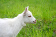 Spring meadow with little goat.
