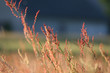 Red grass