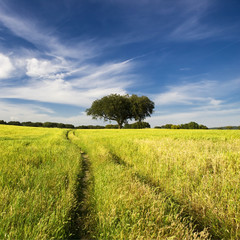 Wall Mural - summer landscape with tree and path