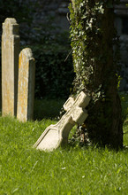 Gravestone Leaning On An Ivy Clad Tree