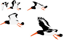 Vector Illustration Of Oystercatchers Flying