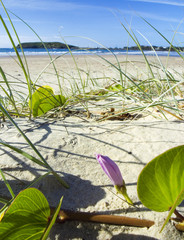 Wall Mural - flower on beach