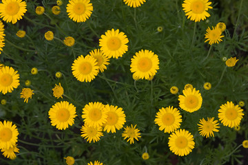 Canvas Print - yellow flowers texture