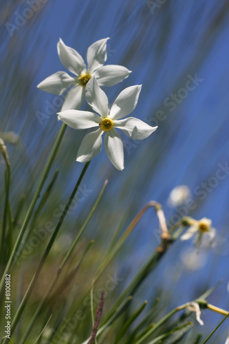Fotomural narcisse des poetes - pyrenees orientales