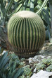 Schwiegermuttersitz Kaktus