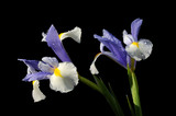 iris on black background