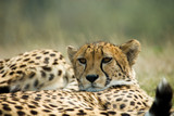 Fototapeta Sawanna - beautiful cheetah