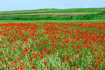 Wall Mural - Poppy field