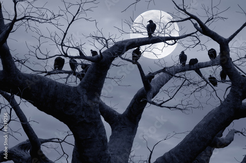 czarne-ptaki-kruki-na-golym-drzewie-o-polnocy-w-blasku-ksiezyca