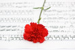 Red carnations flower on musical notes page