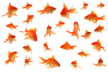 Fantail Goldfish Collage