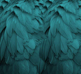 Fototapeta Aqua Feathers