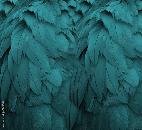 Aqua Feathers