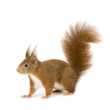 Eurasian Red Squirrel - Sciurus Vulgaris (2 Years)