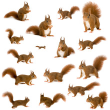 Arrangement Of Squirrels