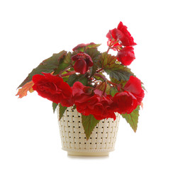 Wall Mural - begonia