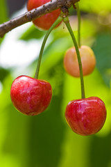 Wall Mural - cherry