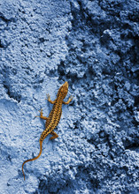 Small Yellow Lizard On A Blue Rock