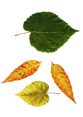 Wall Mural - many color leaves on white background.