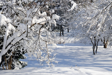 Canvas Print - Winter park