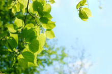 Light Green Tree Leaves Against Sun And Blue Sky