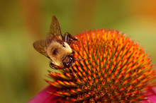 Bee On Coneflower