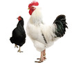 White cock and black hen