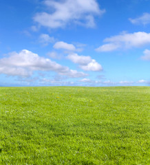 Green field and blue sky