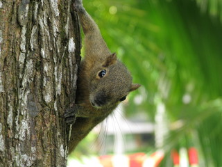 tropical squirrels