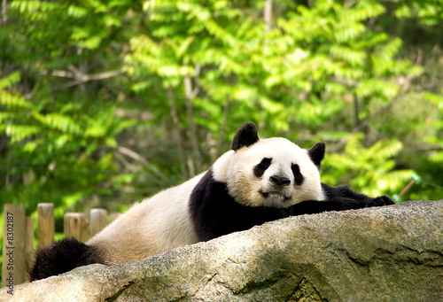Board z aluminiowym obramowaniem Niedźwiedź panda leży