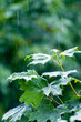 Maple leaves under rain