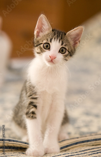 Foto-Vorhang - Innocent Kitten Looking at the Camera (von JPRFphotos)
