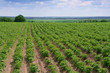Potato field (rows of plants)