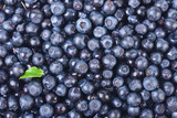 sweet bilberries as a background