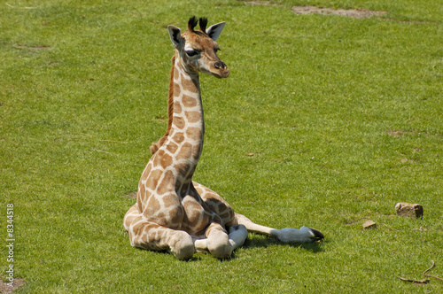 Tapeta ścienna Giraffenbaby