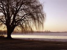 Willow Tree Winter Sunrise