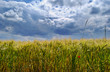 Wheat field and cloudy sky