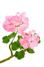 Beautiful Inflorescence Of Pink Geranium