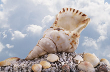 Seashell At The Seashore