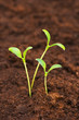 © Elnur - Three green seedlings growing out of soil